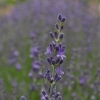 Lavandula angustifolia 'Royal Purple' -- Lavendel